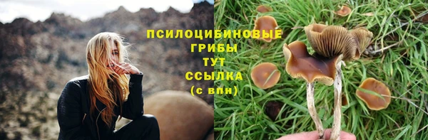 прущие грибы Ладушкин